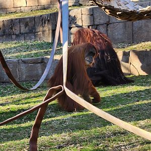 Greenville Zoo (2023) - Orangutans