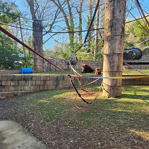 Greenville Zoo (2023) - Orangutan exhibit