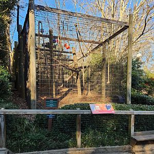 Greenville Zoo (2023) - Siamang enclosure