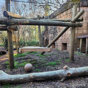 Greenville Zoo (2023) - Amur Leopard enclosure