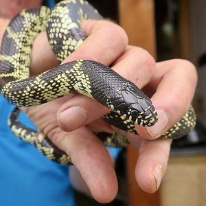 Desert Kingsnake (Lampropeltis splendida)