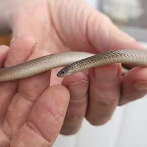 Rough Earth Snake (Haldea striatula)