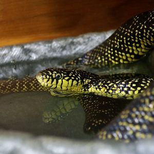 Speckled Kingsnake (Lampropeltis holbrooki)