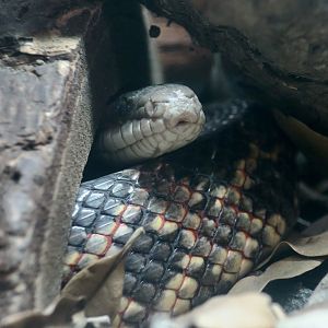 Texas Rat Snake (Pantherophis obsoletus lindheimeri)