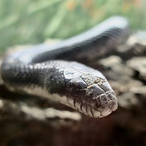 Western Rat Snake (Pantherophis obsoletus)