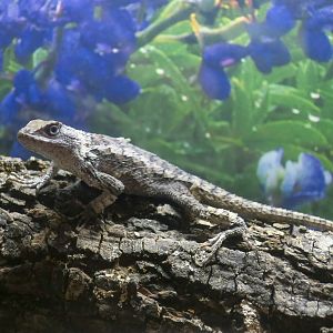 Texas Spiny Lizard (Sceloporus olivaceus)