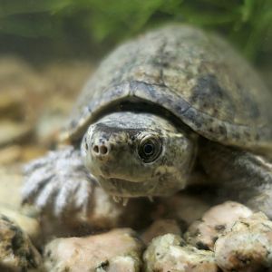 Stinkpot Turtle (Sternotherus odoratus)