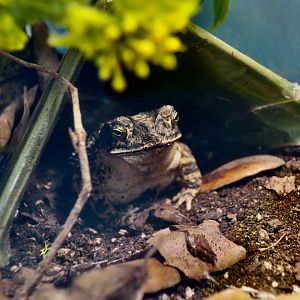 Gulf Coast Toad (Incillius valliceps)