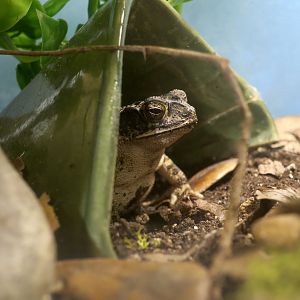 Gulf Coast Toad (Incillius valliceps)