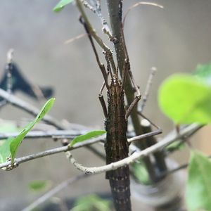 Northern Two-Striped Walking Stick (Anisomorpha ferruginea)