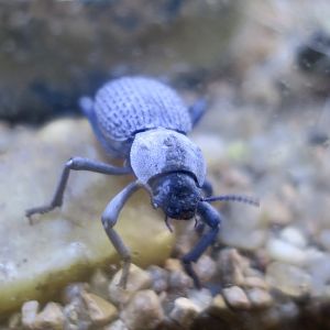 Blue Death-Feigning Beetle (Asbolus verrucosus)
