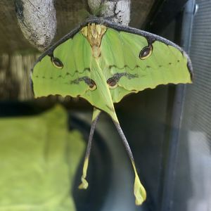 African Moon Moth (Argema mimosae)