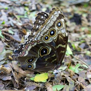 Peleides Blue Morpho (Morpho peleides)
