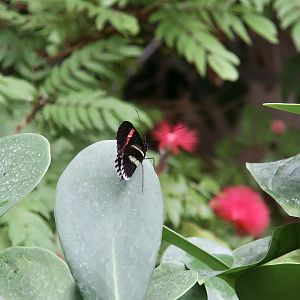 Piano Key Postman (Heliconius erato cyrbia)