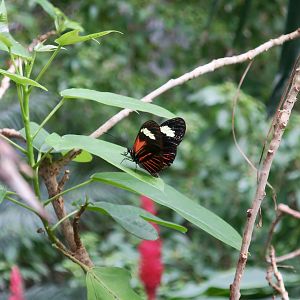 Aglaope Postman (Heliconius melpomene aglaope)