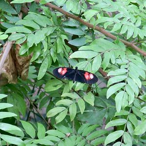 Twin-Spotted Postman (Heliconius melpomene plessini)