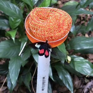 Iphidamas Cattleheart (Parides iphidamas)