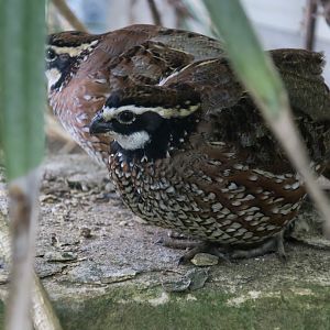 Northern Bobwhite (Colinus virginianus)