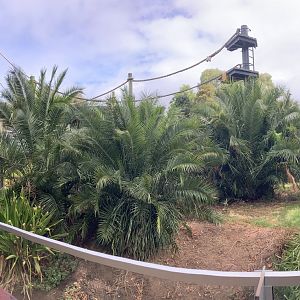 Sumatran orangutan exhibit
