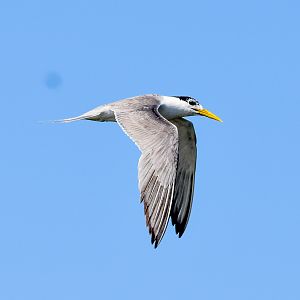 Great Crested Tern