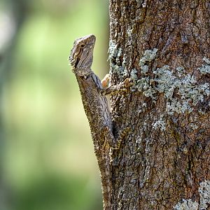 Eastern Bearded Dragon