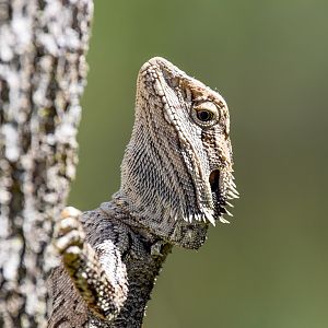 Eastern Bearded Dragon