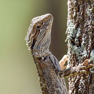 Eastern Bearded Dragon