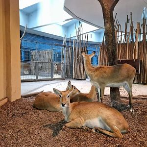 Kafue Lechwe,  Antelope House