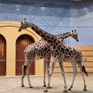 Rothschild/Reticulated Giraffe, Antelope House
