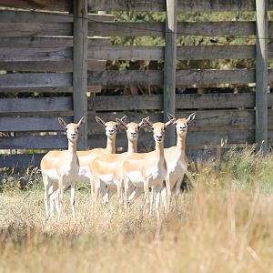Blackbuck