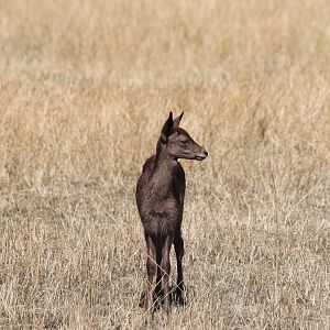 Fallow Deer Fawn