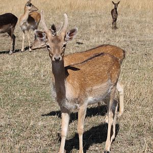 Fallow Deer