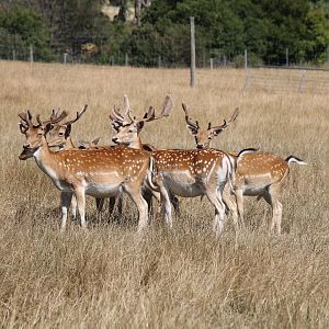 Fallow Deer