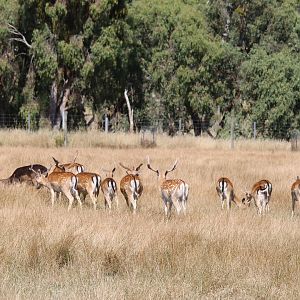 Fallow Deer