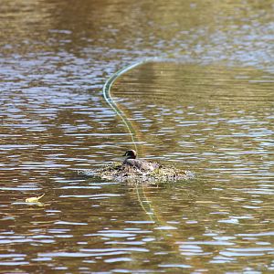 Wild Australasian Grebe