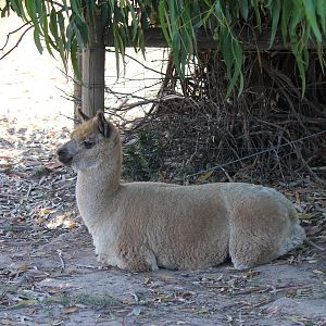 Free Range Alpaca