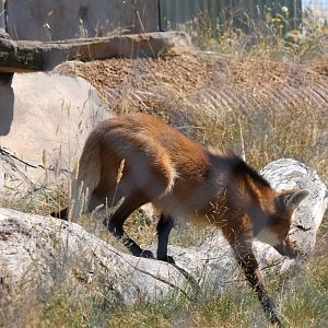Maned Wolf