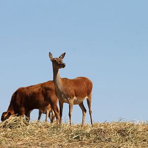 Red Deer