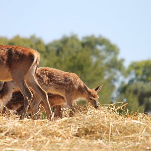 Red Deer Fawn