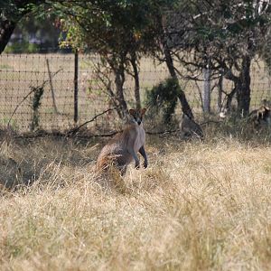 Agile Wallaby