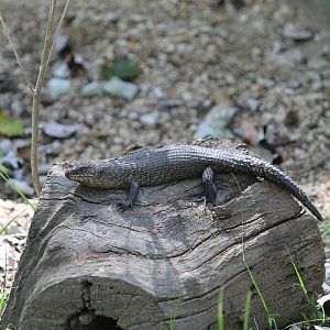 Cunningham's Skink