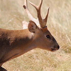 Hog Deer