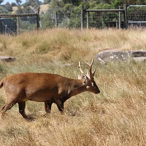 Hog Deer