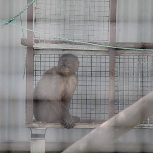 White-fronted Capuchin