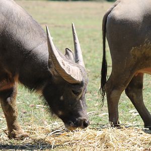 Water Buffalo