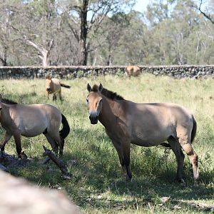 Przewalski's Horse