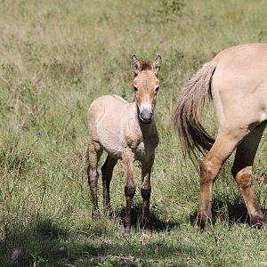 Przewalski's Horse