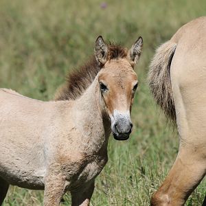Przewalski's Horse