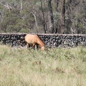 Przewalski's Horse