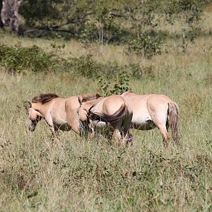 Przewalski's Horse